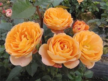 情人节畅销物“玫瑰”竟是切花月季!真玫瑰是谁？