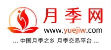 中国上海龙凤419，月季品种介绍和养护知识分享专业网站(图1)