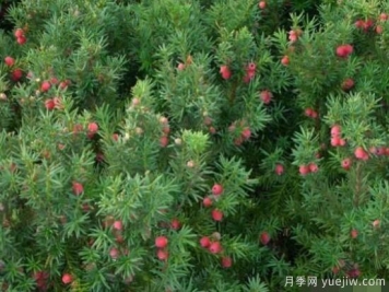 红豆杉的扦插繁殖和播种繁殖，病虫防治