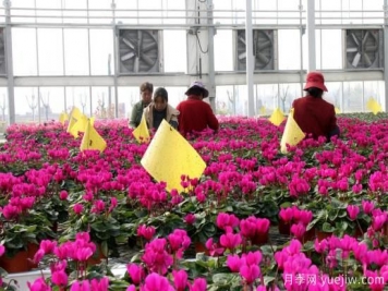 扬州高邮：每天发货30万株，花工厂绽放乡村振兴致富花