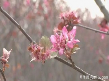 菏泽成武：千亩海棠反季节开花，逆袭深秋成一景