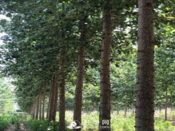 河南周口：培育出不飞絮的杨树新品种