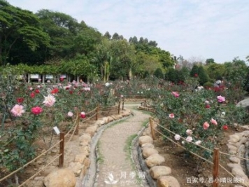 广州“五彩缤纷”的月季花园，开满全园，游客赞道太美了