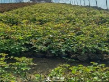 各类盆栽月季上市，南阳杯苗基地全国批发中