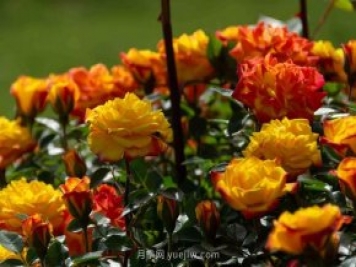 安阳市滑县森林公园月季花开放，赏花打卡正当时