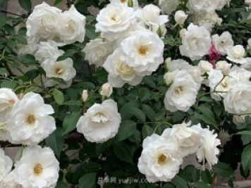 世界上Zui受欢迎的纯白色藤本月季花—藤冰山