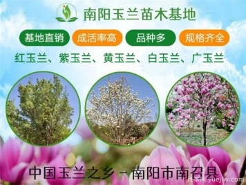 行道树的分类，常见的常绿行道树品种有哪些？