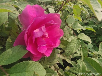 四季玫瑰的种植方法和养护要点