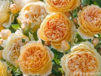 大花香水月季的养护方法，分享10种花香飘满屋