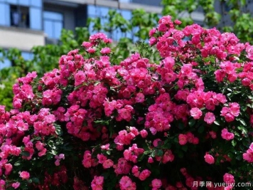 武汉新增多条绝美月季花道，江城处处花海景观