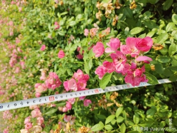 安吉拉月季盆栽苗，60厘米高基地发货