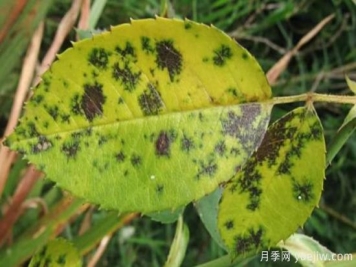 深秋天季节月季出现斑点的病害原因与防治