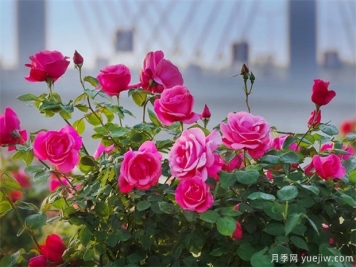 月季盛会，南阳将举办2023中国·南阳首届世界月季博览会