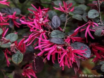 红花檵木花团簇锦，广泛用于园林造景