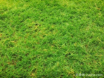 夏季铺草坪发黄干枯，如何提高草皮铺植成活率？
