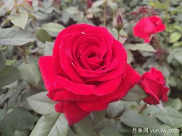 原产中国的玫瑰花(月季花)，是如何成为美国国花的？