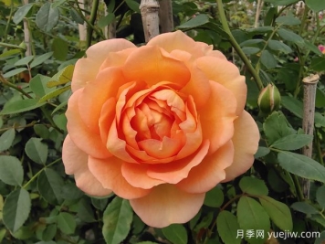 中国月季：欧洲玫瑰花的祖宗，为世界园艺做出了巨大贡献