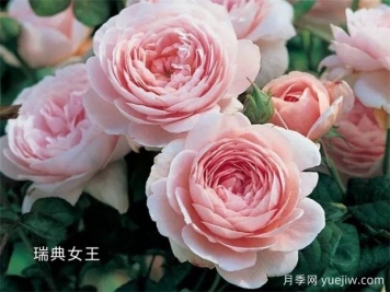 100种月季玫瑰品种图鉴大全，你认识有没有超过10个？