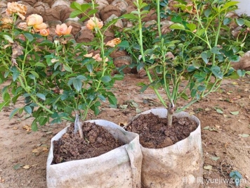 盆栽月季多年不换盆，3个办法也能保持生长旺盛