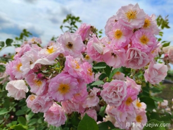 山木香和野蔷薇的辨识区别