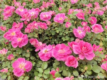 仙境盆栽月季杯苗粉色丰花，绿化工程批发