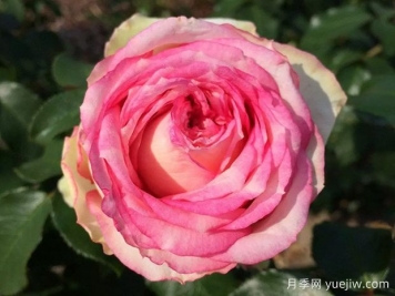 我的玫瑰月季/我的花