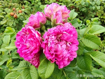 紫枝玫瑰，一年多次开花的绿化玫瑰