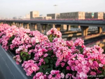 杭州高架月季实现定期开花，是如何进行花期调控的？