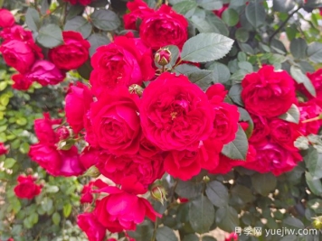 6款红色系的藤本月季品种，适合打造网红花墙