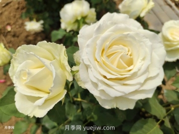 十一朵白玫瑰的花语和寓意