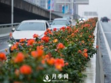 月季花期可调控，看武汉10月中旬月季花艳丽开放
