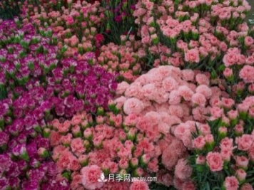 中国6大花市，全国花卉批发市场介绍
