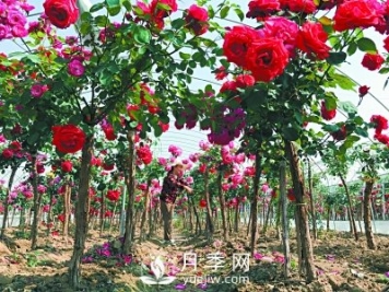 新品“月季树”为北京市花添色彩，居然引种自南阳内乡