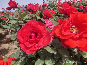 月季、玫瑰、蔷薇分别是什么？如何区别？