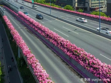 杭州高架月季初开，2024年又到走花路时间