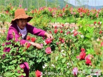 山东淄博沂源60亩月季花竞放，美丽产业助推特色乡村旅游