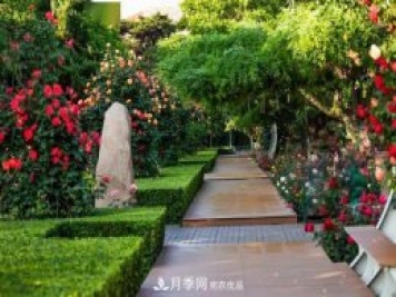 秦皇岛适合养月季花，市花和市树是什么
