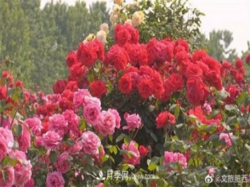 肥西县三河镇百亩树状月季园：花开正艳，产业增收