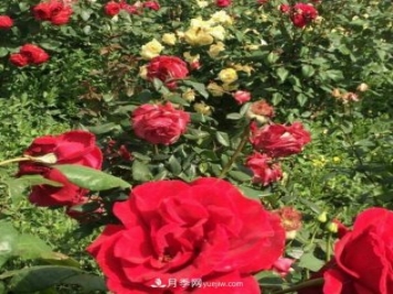 山西运城农民柳庚申建当地精品月季园，种植300多个月季花品种