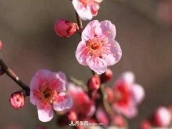 淮北市的市花是什么？月季花的花语寓意