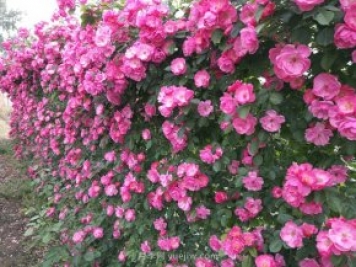 推荐3种爬藤月季，花园里轻松打造漂亮花墙